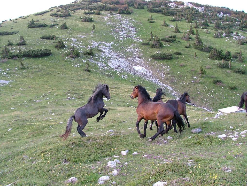 Vacation Home Kuca Za Odmor Krasno Polje Exteriör bild